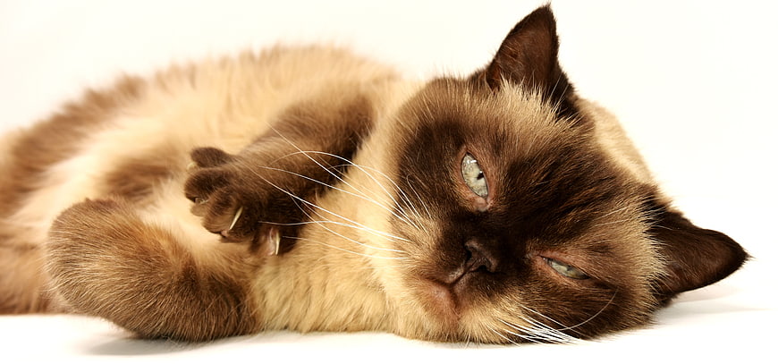 Cute Siamese Cat Lying on White Background