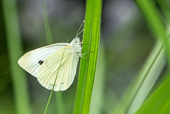 Cabbage White Butterfly on Green Grass Blade