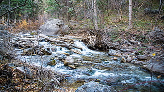Flowing Forest Stream in Autumn with Rocks and Fallen Logs