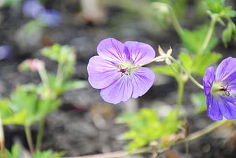 Close-up of purple wild geranium flower in garden