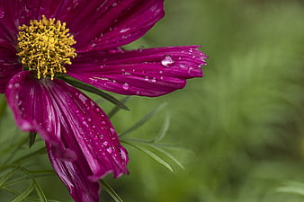 Close-up of a vibrant purple cosmos flower with water droplets