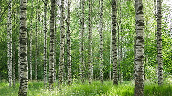 Sunlit Birch Forest with Green Grass and White Tree Trunks