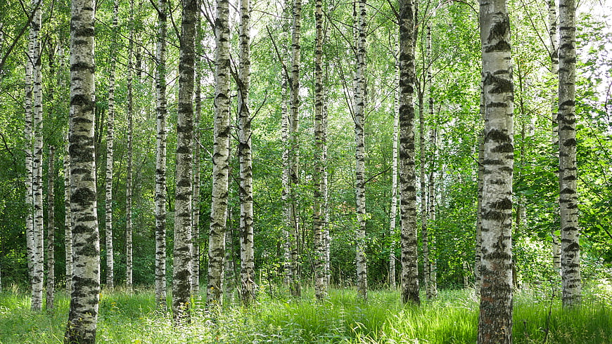 Sunlit Birch Forest with Green Grass and White Tree Trunks