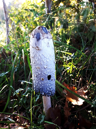 Close-up of a Shaggy Ink Cap Mushroom in Forest Grass