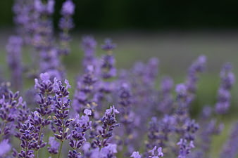 Close-up of blooming lavender flowers in a field