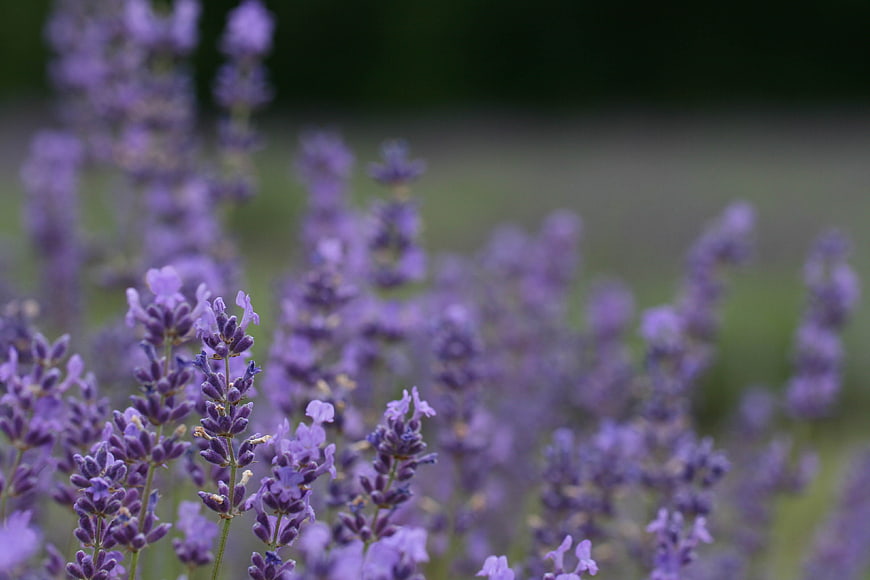 Close-up of blooming lavender flowers in a field