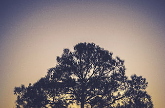 Silhouette of Pine Tree Against Gradient Sunset Sky