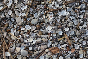 Close-up texture of seashells, pebbles, and driftwood on a beach