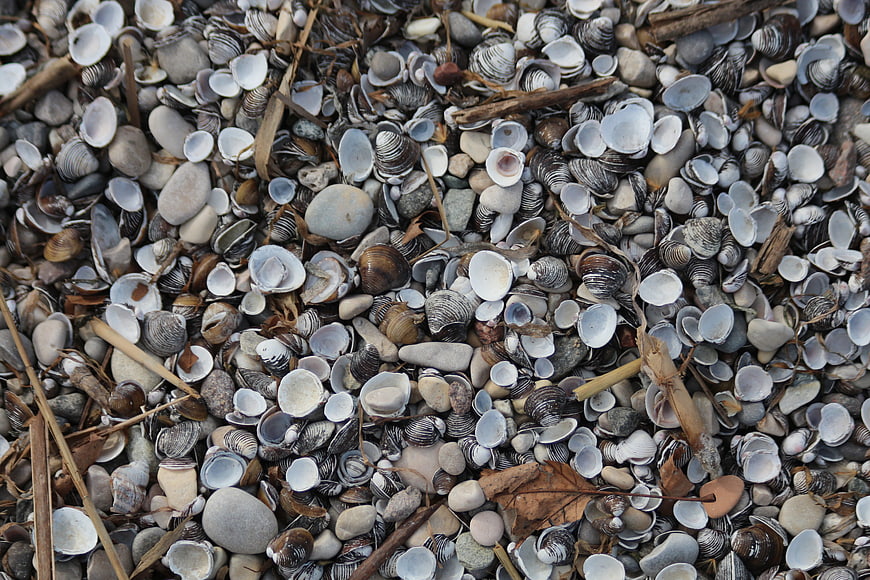 Close-up texture of seashells, pebbles, and driftwood on a beach