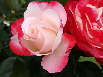 Close-up of pink and red bicolor rose blooms