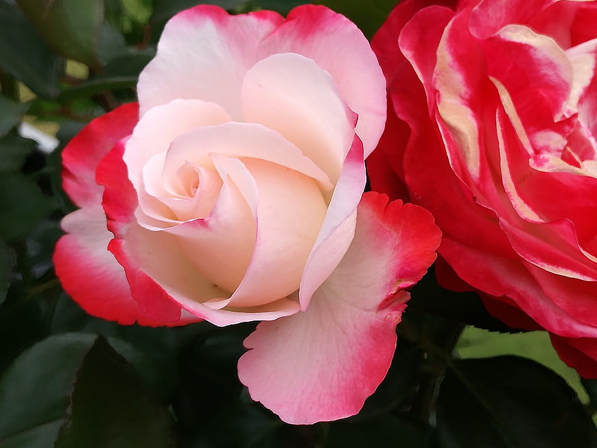 Close-up of pink and red bicolor rose blooms