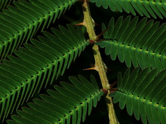 Close-up of Spiny Green Fern Leaves with Thorns