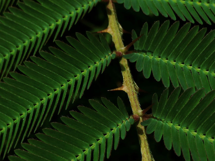 Close-up of Spiny Green Fern Leaves with Thorns