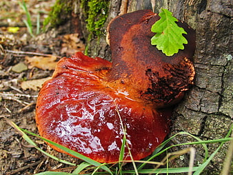 Glossy Red Bracket Fungus Growing on Tree Trunk
