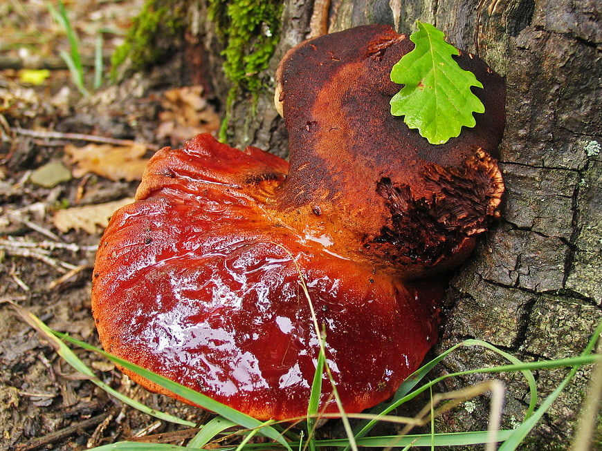 Glossy Red Bracket Fungus Growing on Tree Trunk