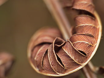 Macro Photography of Dried Brown Fern Spiral