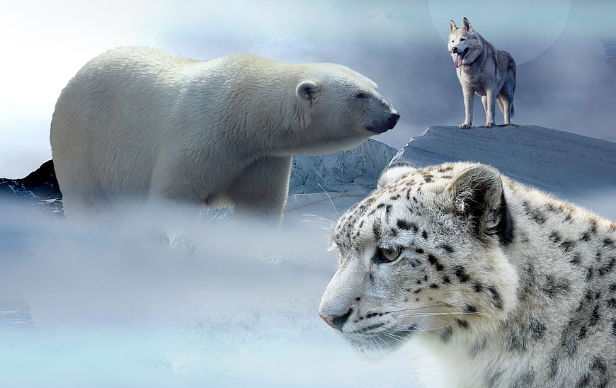 Composite of Polar Bear, Snow Leopard, and Husky in Snowy Landscape