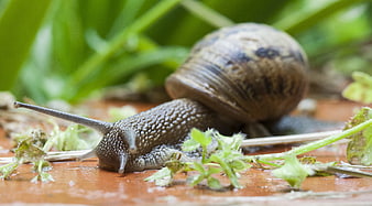 Close-up of a garden snail crawling on wet soil