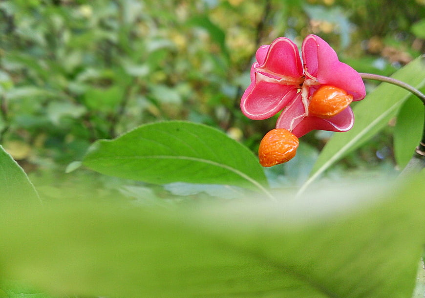 Close-up of Pink Ardisia Crenata Flower with Orange Berries