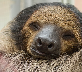 Close-up of a sleeping sloth face with eyes closed