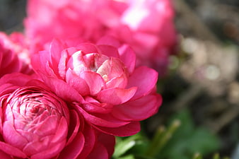 Close-up of vibrant pink ranunculus flowers in a garden
