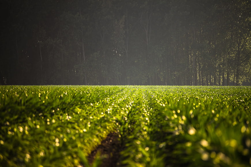Lush Green Crop Field with Sunlit Dew Drops