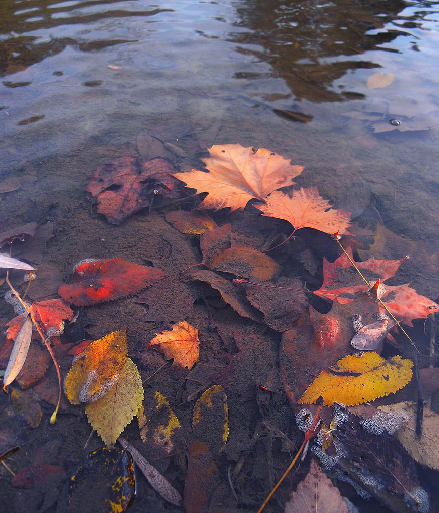 Autumn leaves floating in clear shallow water