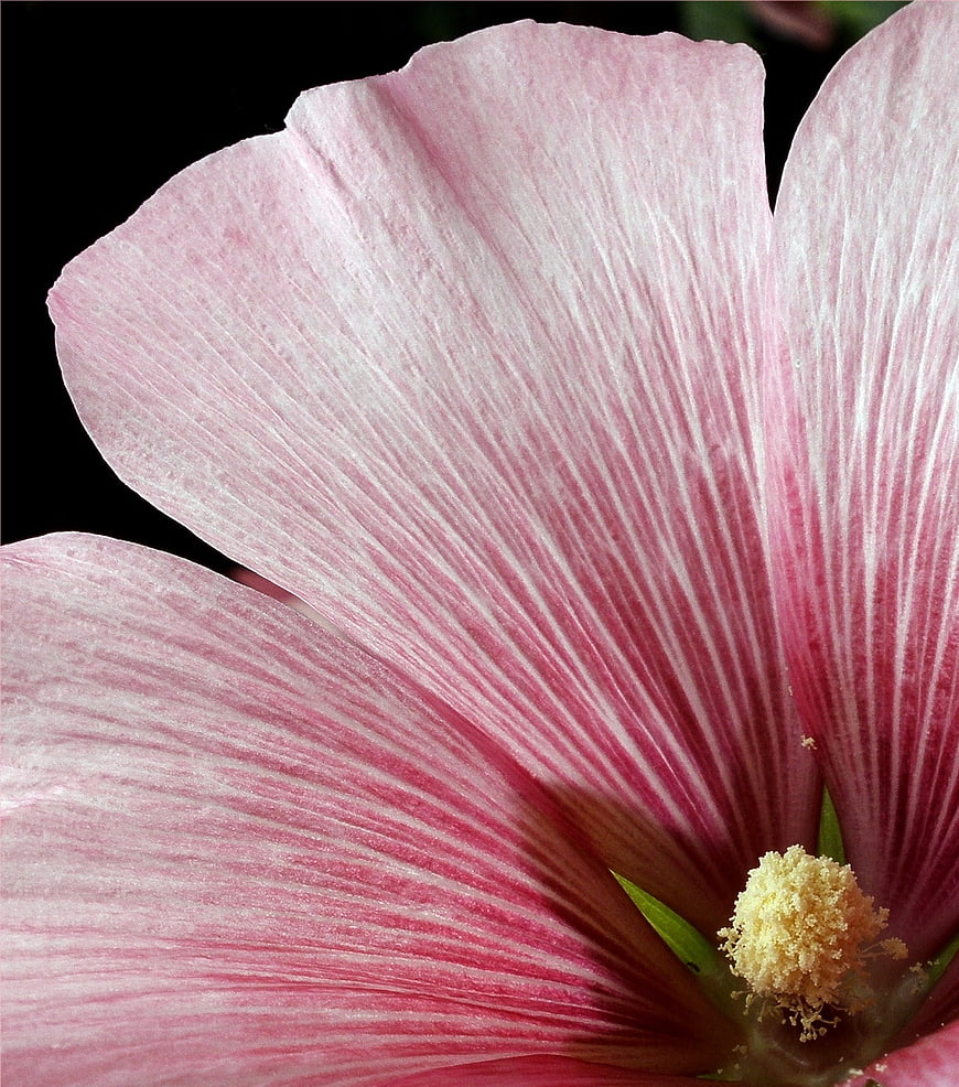 Close-up of pink hibiscus flower with detailed petals and pollen