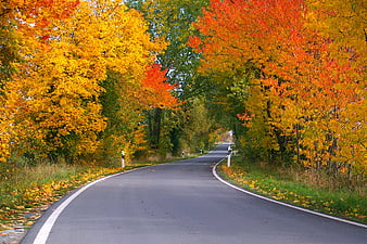 Winding Country Road Through Vibrant Autumn Forest