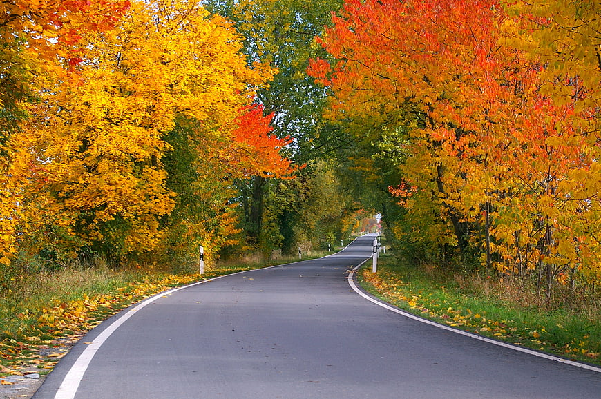 Winding Country Road Through Vibrant Autumn Forest