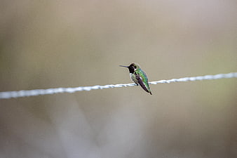 Hummingbird perched on wire with blurred background