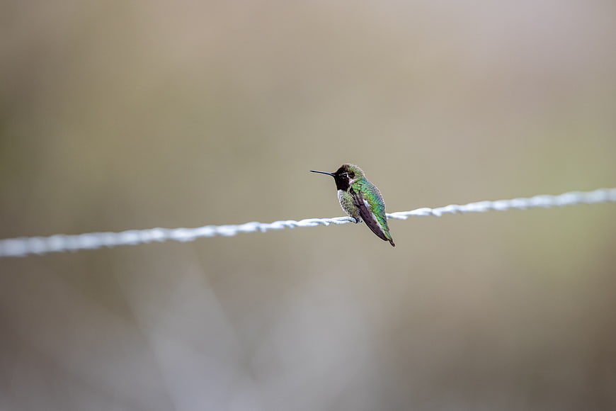 Hummingbird perched on wire with blurred background