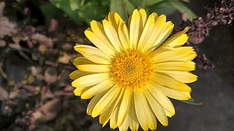 Close-up of a bright yellow daisy flower in a garden