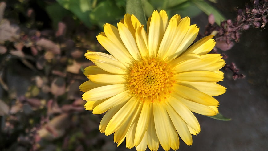 Close-up of a bright yellow daisy flower in a garden