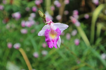 Pink and White Dendrobium Nobile Orchid in Bloom