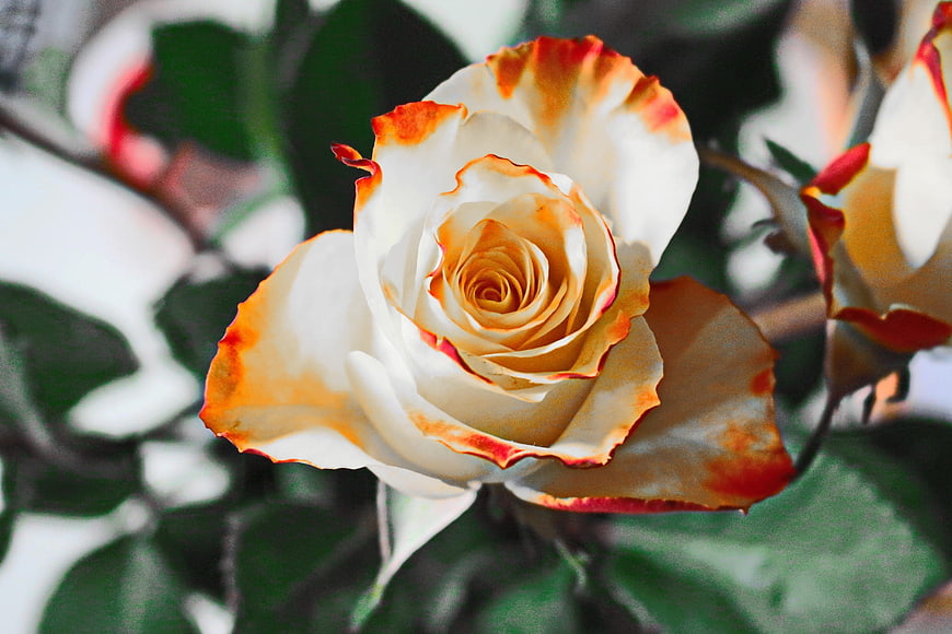 Close-up of white rose with orange edges in garden