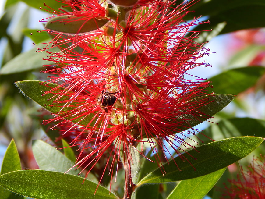 Close-up of Red Bottlebrush Flower with Bee Pollinating