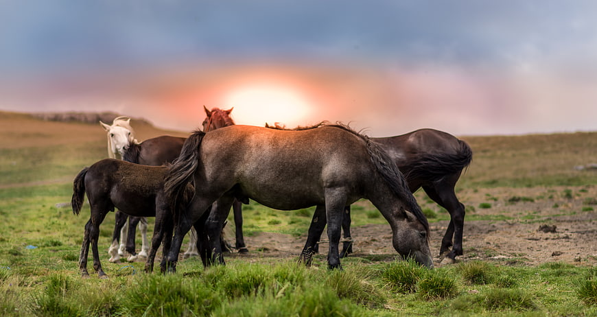 Horses Grazing in Highland Pasture at Sunset