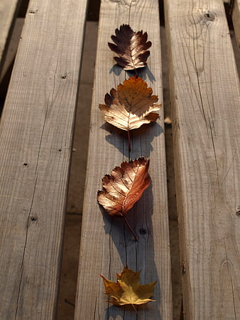 Autumn Leaves Arranged on Weathered Wooden Planks