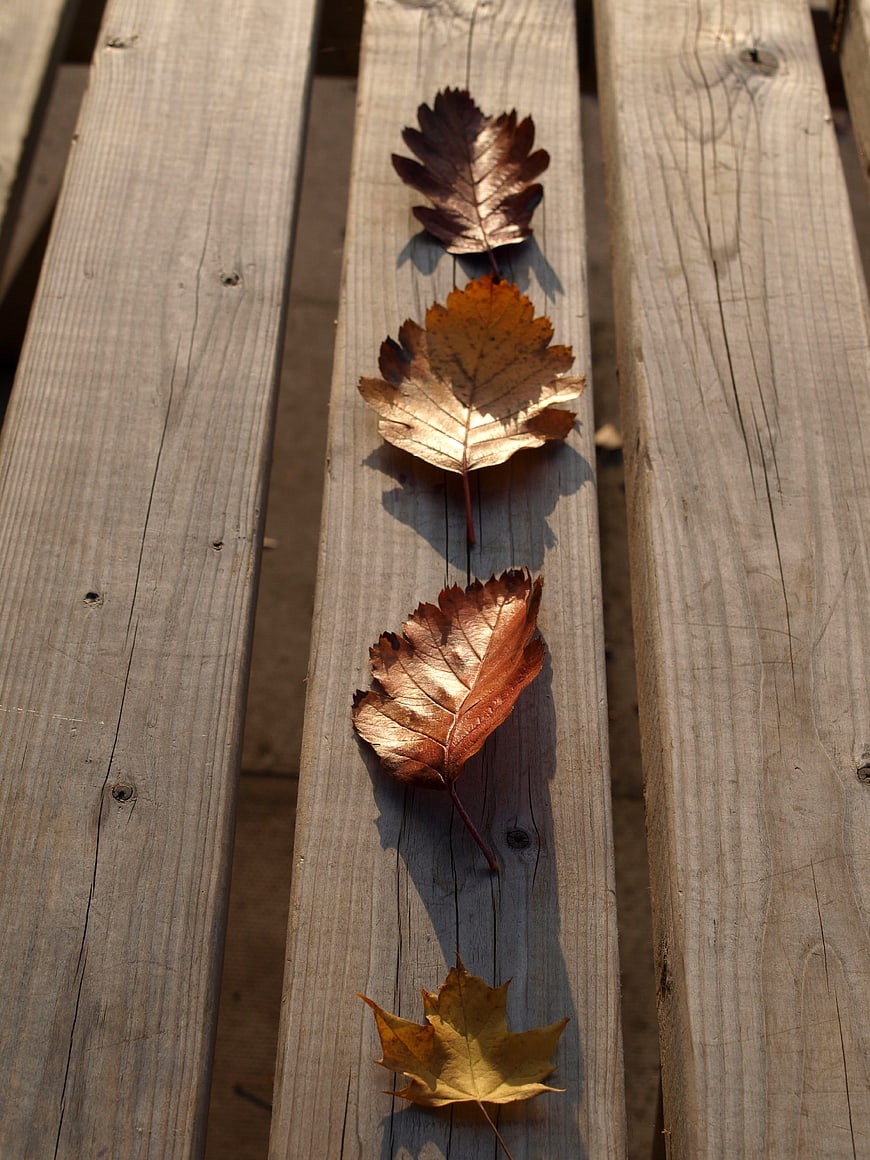 Autumn Leaves Arranged on Weathered Wooden Planks