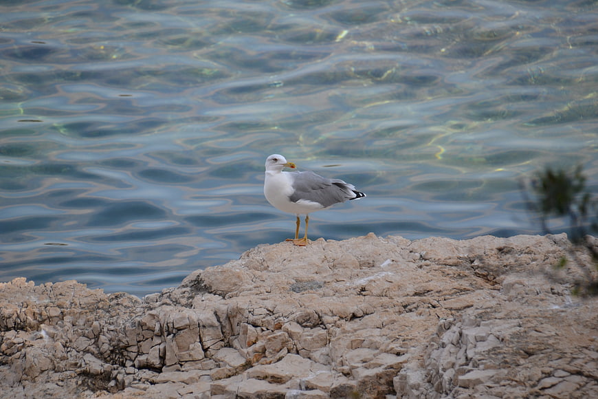 Seagull standing on rocky shore with rippling water background