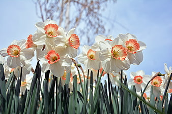 White and Orange Daffodils Blooming Against Blue Sky