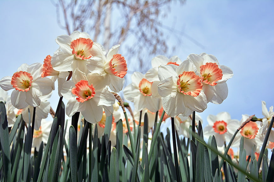 White and Orange Daffodils Blooming Against Blue Sky