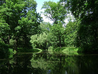 Serene River in Lush Green Forest with Reflections
