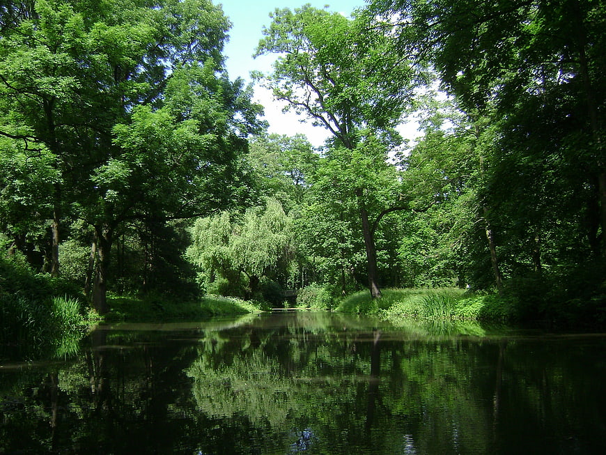 Serene River in Lush Green Forest with Reflections