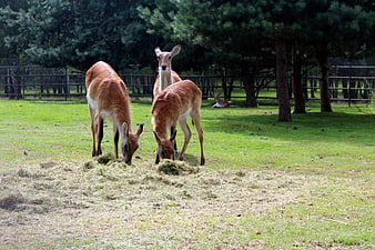Deer Grazing on Hay in a Grassy Enclosure
