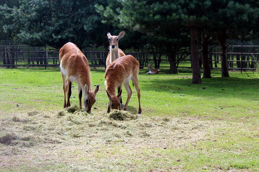 Deer Grazing on Hay in a Grassy Enclosure