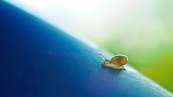 Tiny Snail Crawling on Blue Surface with Green Background