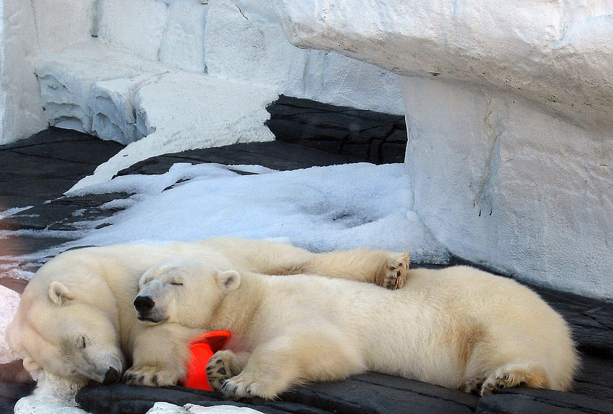 Two sleeping polar bears resting together in a snowy zoo enclosure