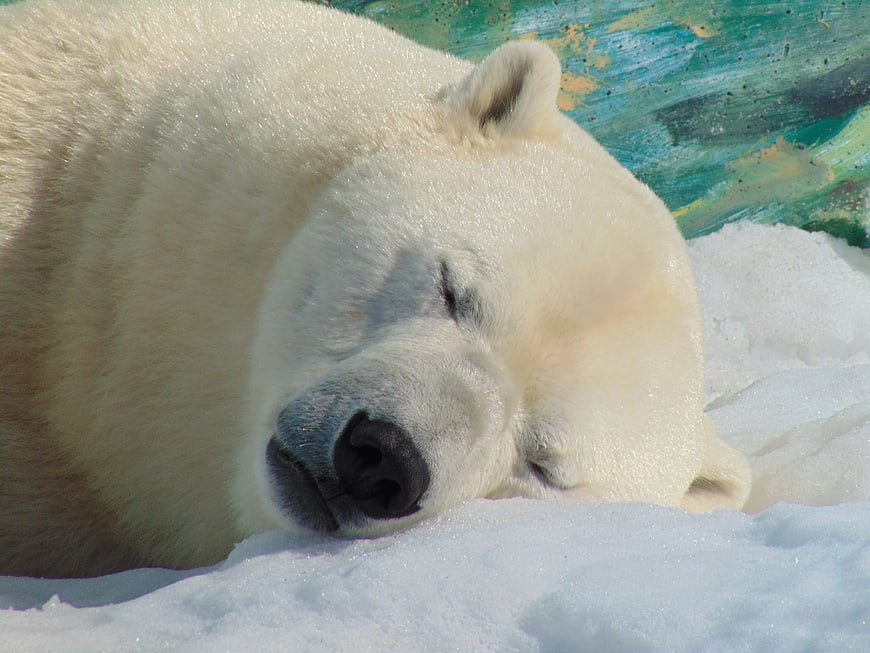 Sleeping Polar Bear Close Up On Snow